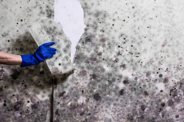 Best Crawl Space Mold Removal  in Claypool, AZ